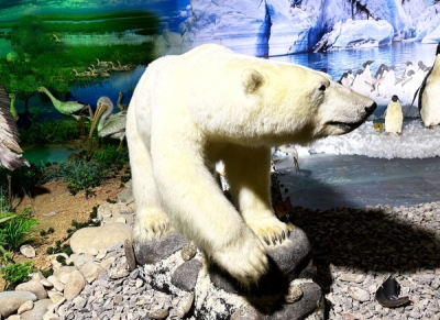 Oso polar